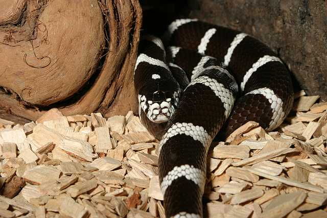 FH_TR_0019(Lampropeltis getulus californiae).jpg - Lampropeltis getulus californiae